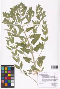 MHA 0 155 711, Nepeta ucranica subsp. parviflora (M.Bieb.) M.Masclans de Bolos, Eastern Europe, Central forest-and-steppe region (E6) (Russia)