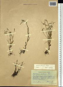 Epilobium davuricum Fisch. ex Hornem., Siberia, Chukotka & Kamchatka (S7) (Russia)