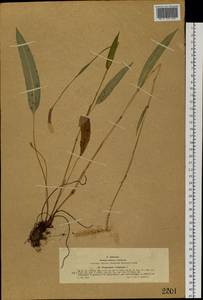 Bistorta vivipara (L.) Delarbre, Siberia, Western (Kazakhstan) Altai Mountains (S2a) (Kazakhstan)