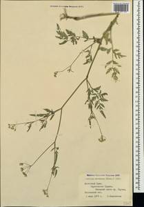 Torilis arvensis (Huds.) Link, Crimea (KRYM) (Russia)