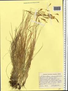 Anthoxanthum nipponicum Honda, Eastern Europe, Northern region (E1) (Russia)