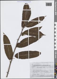 Salix rorida Laksch., Siberia, Russian Far East (S6) (Russia)