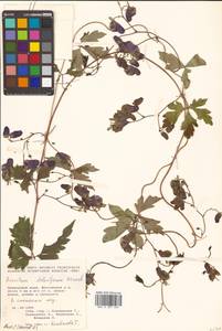 Aconitum stoloniferum Vorosch., Siberia, Russian Far East (S6) (Russia)