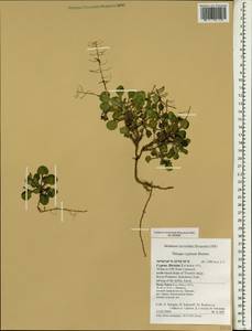 Noccaea cypria (Bornm.) F.K. Mey., South Asia, South Asia (Asia outside ex-Soviet states and Mongolia) (ASIA) (Cyprus)
