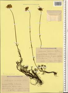 Tripleurospermum caucasicum (Willd.) Hayek, Caucasus, Krasnodar Krai & Adygea (K1a) (Russia)