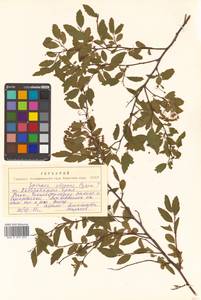 Spiraea flexuosa Fisch. ex Cambess., Siberia, Russian Far East (S6) (Russia)