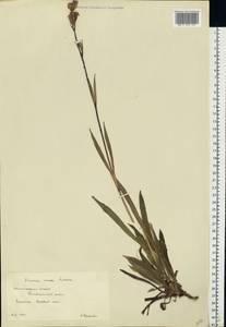 Viscaria vulgaris Röhl., Eastern Europe, Lower Volga region (E9) (Russia)