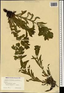Alkanna orientalis (L.) Boiss., Caucasus, Armenia (K5) (Armenia)