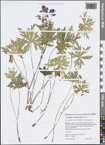 Geranium pratense L., Siberia, Baikal & Transbaikal region (S4) (Russia)