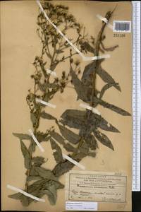 Hieracium robustum Fr., Middle Asia, Western Tian Shan & Karatau (M3) (Kazakhstan)