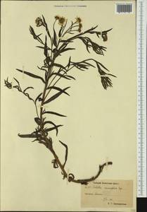 Achillea ptarmica subsp. macrocephala (Rupr.) Heimerl, Siberia, Chukotka & Kamchatka (S7) (Russia)