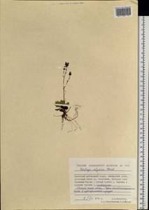 Micranthes calycina (Sternb.) Gornall & H.Ohba, Siberia, Chukotka & Kamchatka (S7) (Russia)