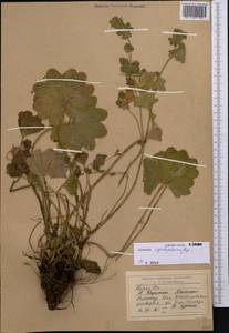 Alchemilla cyrtopleura Juz., Middle Asia, Western Tian Shan & Karatau (M3) (Kazakhstan)