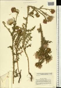 Carduus acanthoides L., Eastern Europe, South Ukrainian region (E12) (Ukraine)