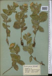 Inula glauca C. Winkl., Middle Asia, Pamir & Pamiro-Alai (M2) (Tajikistan)