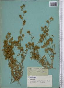 Medicago minima (L.) Bartal., Middle Asia, Karakum (M6) (Turkmenistan)