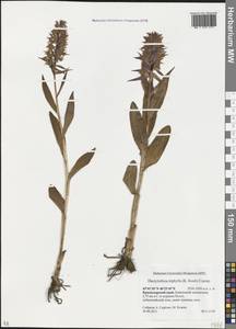 Dactylorhiza urvilleana (Steud.) H.Baumann & Künkele, Caucasus, Krasnodar Krai & Adygea (K1a) (Russia)