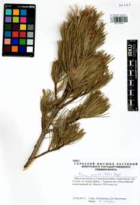 Pinus pumila (Parl.) Regel, Siberia, Baikal & Transbaikal region (S4) (Russia)