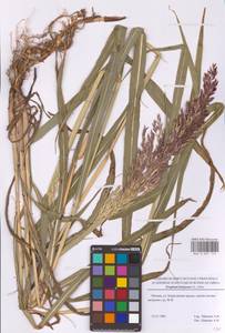 Sorghum halepense (L.) Pers., Eastern Europe, Moscow region (E4a) (Russia)
