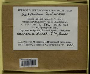 Brachythecium buchananii (Hook.) A. Jaeger, Bryophytes, Bryophytes - Russian Far East (excl. Chukotka & Kamchatka) (B20) (Russia)