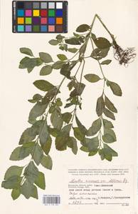 MHA 0 158 060, Mentha arvensis L., Eastern Europe, Central region (E4) (Russia)