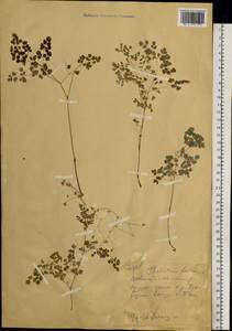 Thalictrum foetidum L., Siberia, Western (Kazakhstan) Altai Mountains (S2a) (Kazakhstan)