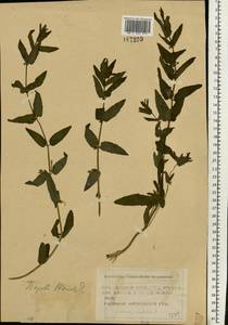 Scutellaria galericulata L., Eastern Europe, Moscow region (E4a) (Russia)