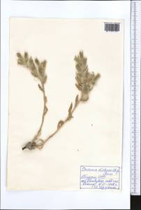 Onosma dichroantha Boiss., Middle Asia, Kopet Dag, Badkhyz, Small & Great Balkhan (M1) (Turkmenistan)