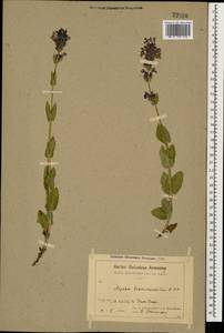 Nepeta betonicifolia, Caucasus, Armenia (K5) (Armenia)