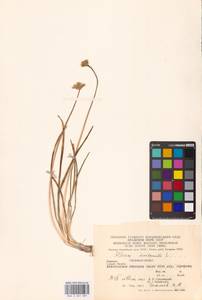Allium lusitanicum Lam., Eastern Europe, West Ukrainian region (E13) (Ukraine)