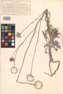 Jurinea cretacea Bunge, Eastern Europe, Lower Volga region (E9) (Russia)