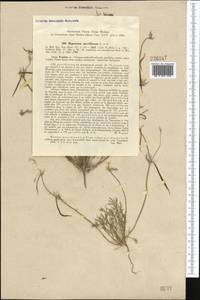 Hypecoum parviflorum Kar. & Kir., Middle Asia, Western Tian Shan & Karatau (M3) (Kazakhstan)