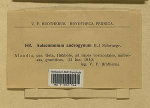 Aulacomnium androgynum (Hedw.) Schwägr., Bryophytes, Bryophytes - Western Europe (BEu) (Aland)