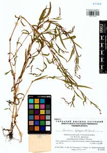 Persicaria hydropiper (L.) Spach, Siberia, Baikal & Transbaikal region (S4) (Russia)