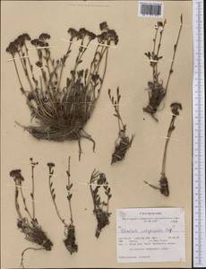 Rhodiola integrifolia, America (AMER) (United States)