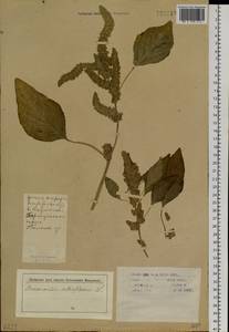 Amaranthus retroflexus L., Siberia, Altai & Sayany Mountains (S2) (Russia)