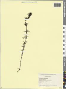 Galium verum L., Caucasus, Stavropol Krai, Karachay-Cherkessia & Kabardino-Balkaria (K1b) (Russia)