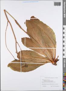 Trommsdorffia maculata (L.) Bernh., Eastern Europe, Middle Volga region (E8) (Russia)