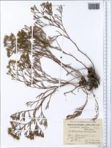 Limonium caspium (Willd.) Gams, Crimea (KRYM) (Russia)