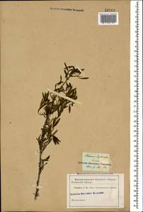 Rhamnus erythroxyloides subsp. erythroxyloides, Caucasus (no precise locality) (K0)