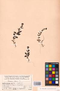 MHA 0 159 779, Veronica alpina L., Eastern Europe, Northern region (E1) (Russia)