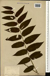 Ailanthus altissima (Miller) Swingle, Caucasus, Stavropol Krai, Karachay-Cherkessia & Kabardino-Balkaria (K1b) (Russia)