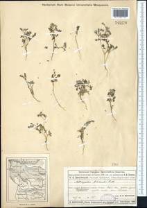 Astragalus filicaulis Kar. & Kir., Middle Asia, Muyunkumy, Balkhash & Betpak-Dala (M9) (Kazakhstan)