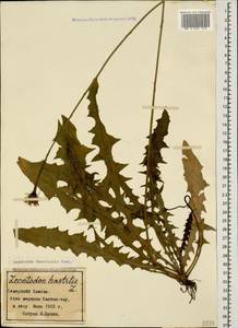 Leontodon hispidus subsp. danubialis (Jacq.) Simonk., Caucasus, Stavropol Krai, Karachay-Cherkessia & Kabardino-Balkaria (K1b) (Russia)