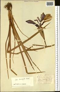 Iris laevigata Fisch., Siberia, Russian Far East (S6) (Russia)