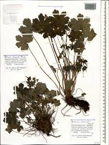 Geranium renardii Trautv. in Trautv., Regel, Maxim. & C. Winkl., Caucasus, Stavropol Krai, Karachay-Cherkessia & Kabardino-Balkaria (K1b) (Russia)