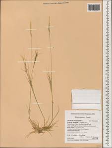 Stipellula capensis (Thunb.) Röser & Hamasha, South Asia, South Asia (Asia outside ex-Soviet states and Mongolia) (ASIA) (Cyprus)