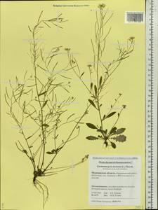 Arabidopsis arenosa (L.) Lawalrée, Eastern Europe, Northern region (E1) (Russia)