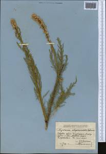 Myricaria bracteata Royle, Middle Asia, Dzungarian Alatau & Tarbagatai (M5) (Kazakhstan)