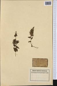 Asplenium obovatum subsp. billotii (F.W. Schultz) O.Bolos, Vigo, Masalles & J.M.Ninot, Western Europe (EUR) (Germany)